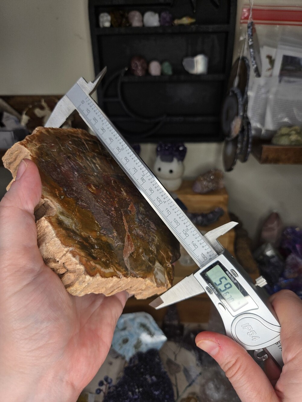 Large Petrified Wood Slab - Picture 4 of 6